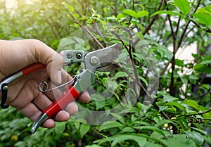 Gardener pruning