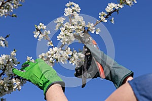 Hand pruning blooming branch of fruit tree