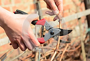 Gardener pruning damaged grapevine branch. A common pruning method, cane pruning, is regularly used in our vineyards
