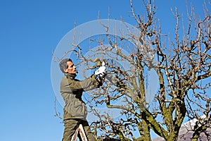 Pruning fruit tree with a pruning shears