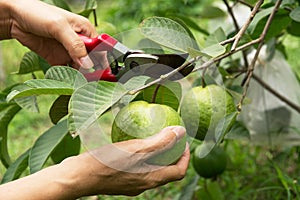 gardener pruning guava trees with pruning shears on nature background.
