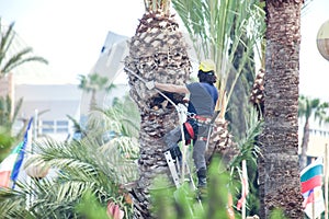 A gardener pruning leaves of palm