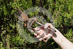 Gardener pruning with old pruning shears