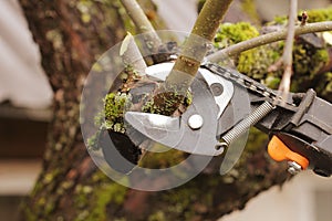 Gardener pruning old tree with pruning shears