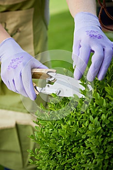 Gardener pruning a privet hedge or topiary