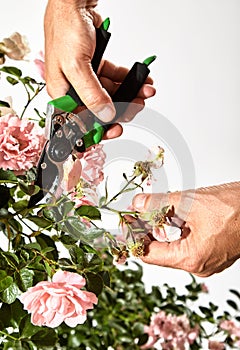 Gardener pruning a rose bush with secateurs photo