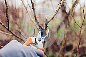 Gardener pruning rose bush in spring garden with secateur. Taking care of shrub. Outdoor chores