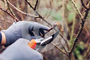 Gardener pruning rose bush in spring garden with secateur. Taking care of shrub. Outdoor chores