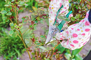 Gardener pruning roses in the garden. Selective focus