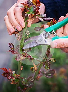 Gardener pruning roses in the garden. Selective focus.