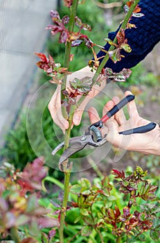 Gardener pruning roses in the garden. Selective focus.