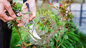 Gardener pruning roses in the garden. Selective focus.