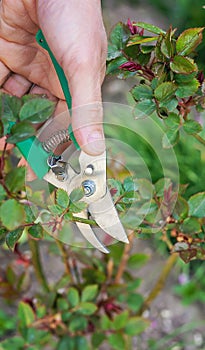 Gardener pruning roses in the garden. Selective focus.