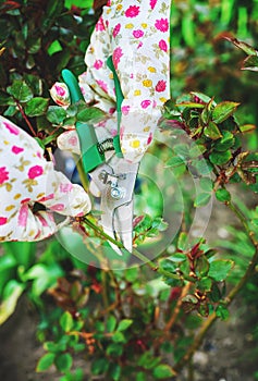 Gardener pruning roses in the garden. Selective focus.