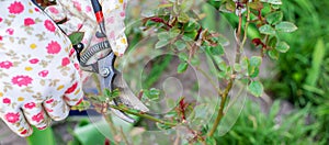 Gardener pruning roses in the garden. Selective focus.