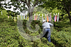 Gardener pruning shrub tree with shears