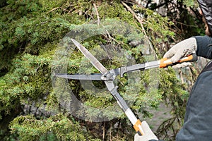 Gardener pruning, spruce, fir tree with hedge shears. Pruning, trimming spruce, fir tree with garden scissors. Cutting branches