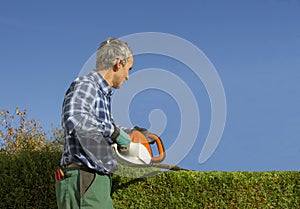 Gardener pruning thuja hedge with hedge clippers