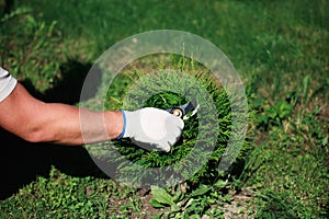 Gardener pruning thuja tree using garden shears, close up view