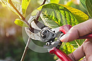 Gardener pruning trees with pruning shears on nature