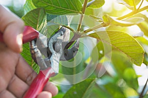 Gardener pruning trees with pruning shears on nature background