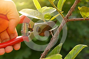 gardener pruning trees with pruning shears