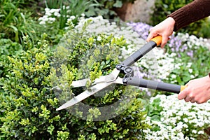 Gardener pruning, trimming buxus, boxwood shrubs with hedge shears. Trimming boxwood is a chore that only needs doing twice a year