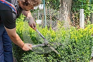 Gardener pruning, trimming buxus, boxwood shrubs with hedge shears. Pruning, trimming buxus, boxwood shrubs with hedge shears