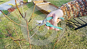 A gardener pruning a young pear fruit tree with a manual secateurs against the backdrop of garden landscaping. Spring garden trees