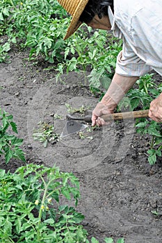 Gardener pull up weeds with a hoe