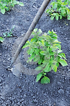 Gardener pull up weeds with a hoe in the potato