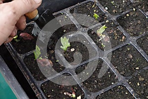 gardener pulling out young broad bean plant growing in seedbed