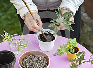 Gardener put a sprig of sage into a pot. Cutting technique