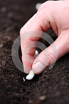Gardener puts seed into hole photo