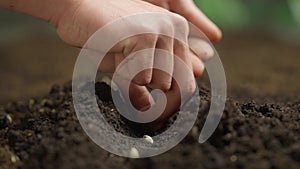 Gardener putting seeds in the ground. Man farmer hand planting sowing seeds in soil preparation for spring season