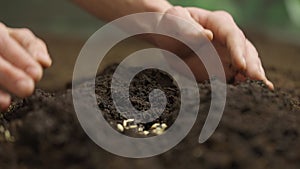 Gardener putting seeds in the ground. Man farmer hand sowing seeds covering row with soil, preparation for spring season