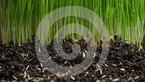 Gardener putting seeds in the ground. Wheat seeds falling from above planting sowing in the soil against grass sprouts