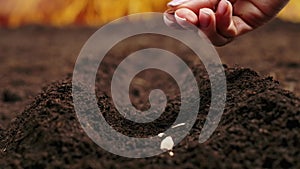 Gardener putting seeds in the ground. Woman farmer hand planting sowing seeds in soil row, preparation for spring season