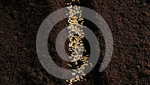 Gardener putting seeds in the ground. Woman farmer hand planting sowing wheat seeds in soil preparation for spring