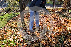 The gardener rakes up a pile of fallen autumn leaves in the garden.