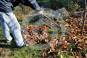 The gardener rakes up a pile of fallen autumn leaves in the garden.