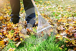 Gardener raking fall leaves in garden