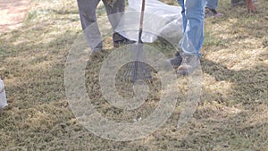 A gardener removes dry grass from the lawn with a rake