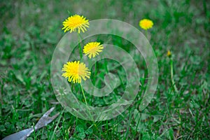 The gardener removes weeds from the lawn with a hand cultivator. Device for removing dandelion weeds from the root. Weed control.