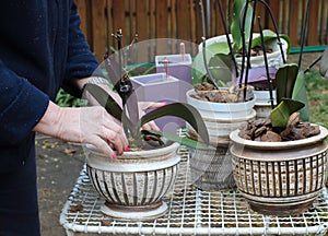 Gardener replanting orchids