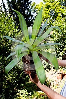 Gardener repot green aloe vera plant in garden