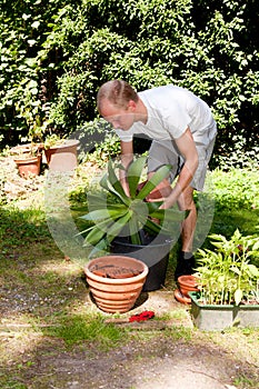 Gardener repot green aloe vera plant in garden