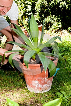 Gardener repot green aloe vera plant in garden