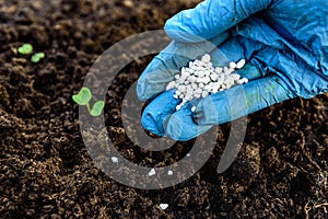 Gardener\'s hand fertilizing radish seedlings in the soil.