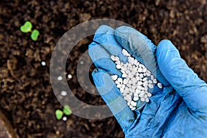 Gardener\'s hand fertilizing radish seedlings in the soil.